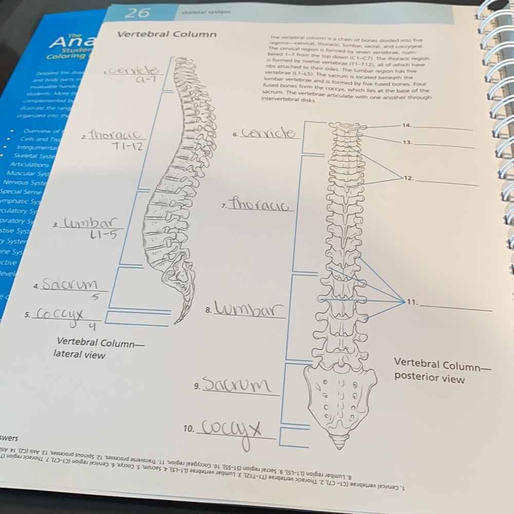 Anatomy practice book - Picture 9 of 13